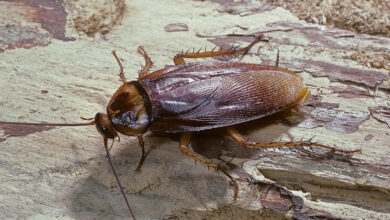 cockroach