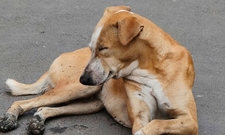 Dog lying on the ground, possibly affected by poisoning, in Telangana's Mancherial district following rec.