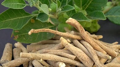 Close-up of Ashwagandha roots with green leaves, used in food and supplement production.