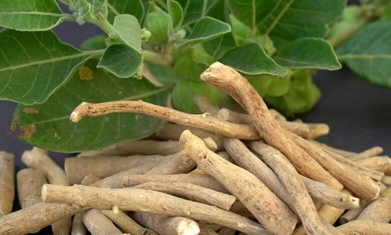 Close-up of Ashwagandha roots with green leaves, used in food and supplement production.