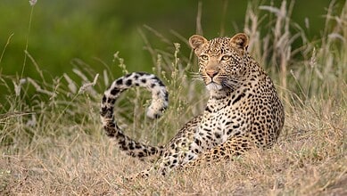Leopard