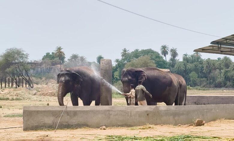Two elephants being sprayed with water at Nehru Zoo Park in Hyderabad during summer.