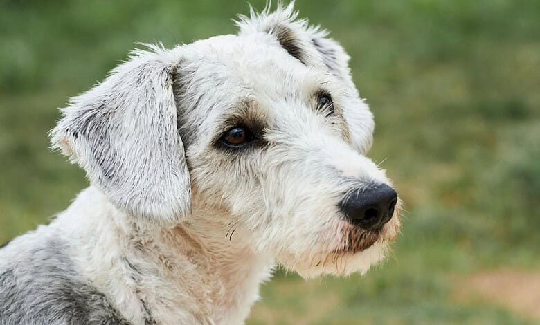 Dog with a contemplative look in a grassy area.
