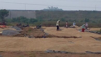 Telangana Civil Supplies Department procures 30 lakh tonne paddy from farmers for Rabi marketing season till Wednesday, May 13, 2026.