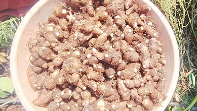Sri Konda Laxman Telangana Horticultural University (SKLTGHU) seeks GI tag for Sajjapur Colocasia also known as Sajjapur Chamagadda from the GI Registry in Chennai on Wednesday, April 28, 2026.