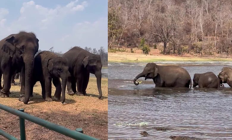 Group of elephants at Kamalapur Elephant Camp near Hyderabad, enjoying water and land.