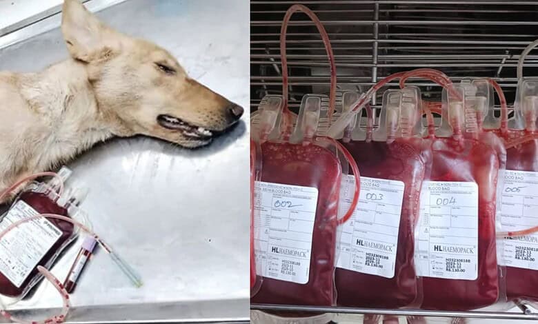 Stray dog lying next to blood bags used for blood donation in Hyderabad.