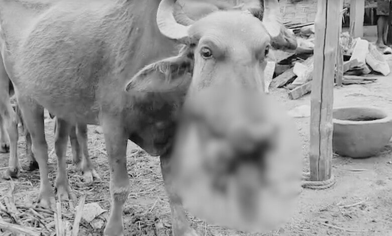 An injured buffalo in Mancherial