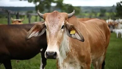 MP: Guests drink buttermilk made with rabies infected cow