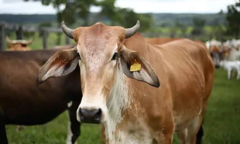 MP: Guests drink buttermilk made with rabies infected cow