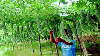 bitter gourd farmers