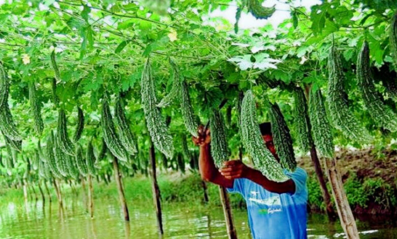 bitter gourd farmers