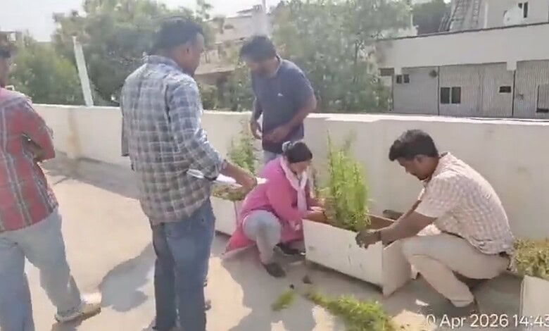 Man cultivating marijuana plants on terrace in Hyderabad, surrounded by onlookers.
