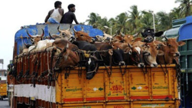 Beef transport