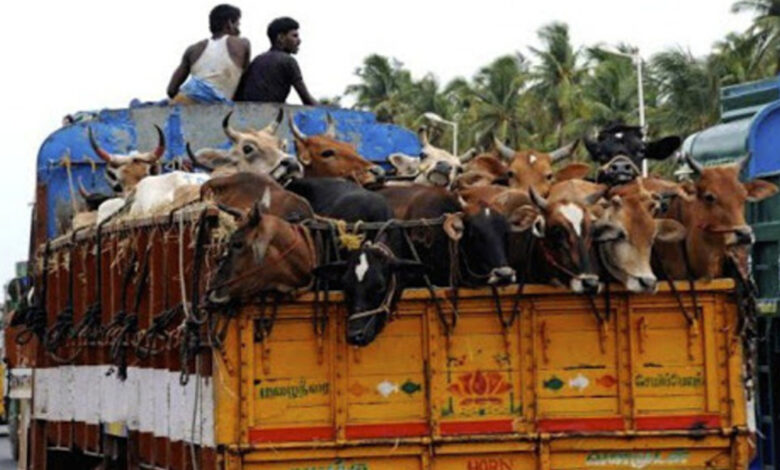 Beef transport