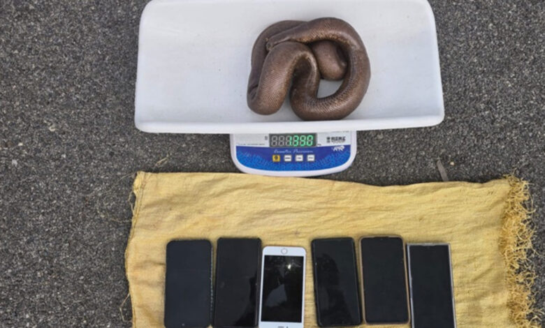 Five arrested in Chikkamagaluru for attempting to sell rare two-headed red sand boa