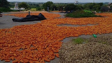 Maize drying on rooftop in Telangana amid policy paralysis affecting procurement.