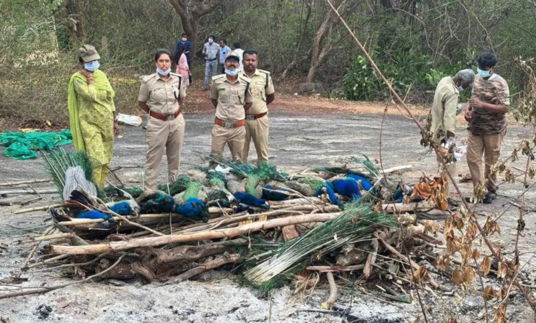 Peacock deaths due to bird flu in Tumakuru, Karnataka