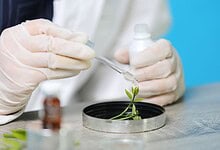 A scientist wearing gloves examines a small plant sample using a pipette in a laboratory environment.