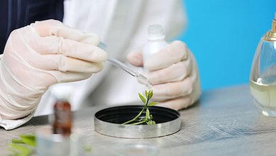 A scientist wearing gloves examines a small plant sample using a pipette in a laboratory environment.