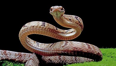Close-up of a snake with a coiled body and alert head on a black background.