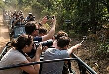 Tourists on safari vehicle taking photos of tigers in the wild, surrounded by lush greenery and dense for.