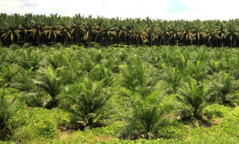 Telangana Agriculture Minister Tummala Nageswara Rao pushes farmers towards cultivating oil palns during the farmers' week training programmes organised on Friday, May 8, 2026.