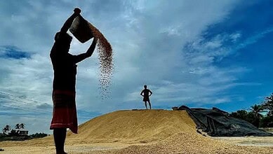 Salt being poured onto a large pile of harvested paddy rice under a cloudy sky in Telangana.