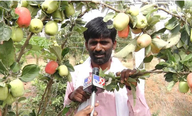 Kashmir apple orchard near Bengaluru with tech-savvy farmer defying climate odds.