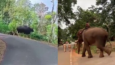 A wild gaur in Karntaka (left)