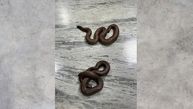 Close-up of two brown snakes intertwined on a grey marble surface.