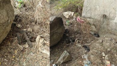 Live bullets found near Kolar-Tamil Nadu border