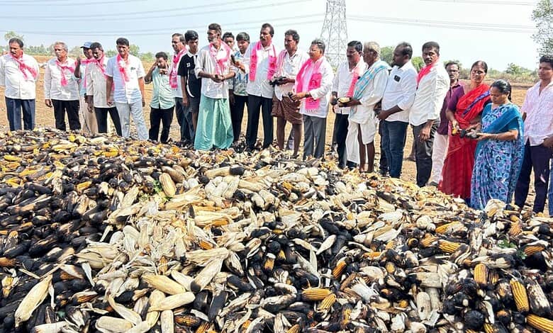 Fire engulfs 15 acres of corn field in Khammam, 30 sheep dead