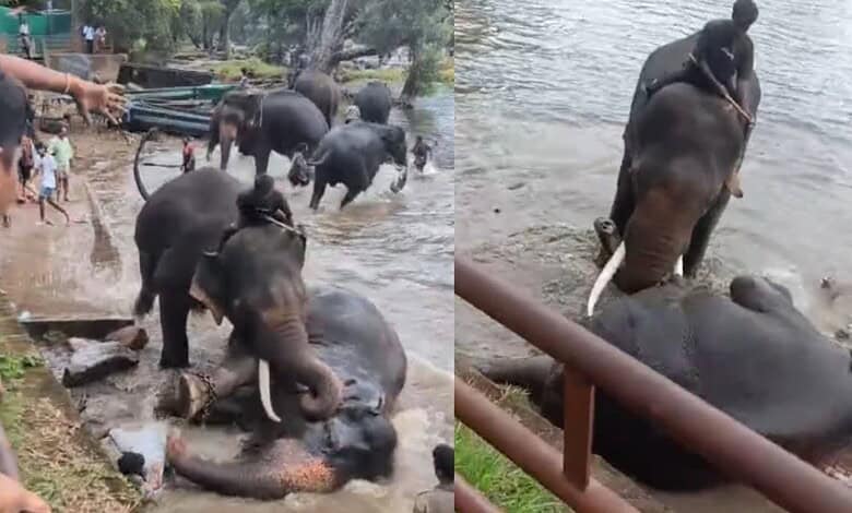 Elephants enjoying a bath in the river with people nearby, showcasing wildlife and nature interaction.