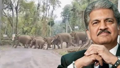 Elephants walking in a forest with a man in the foreground, showcasing wildlife and nature conservation.