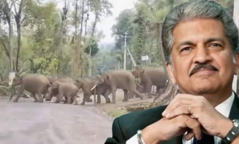 Elephants walking in a forest with a man in the foreground, showcasing wildlife and nature conservation.
