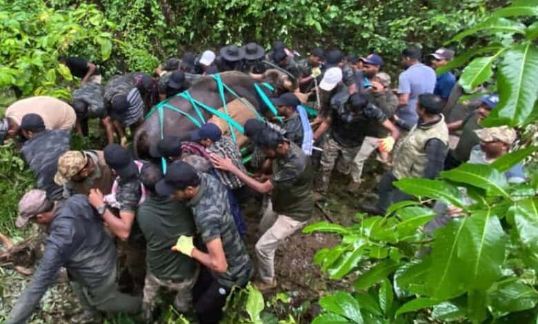 A woman being rescued from floodwaters by a group of people in a lush green area.